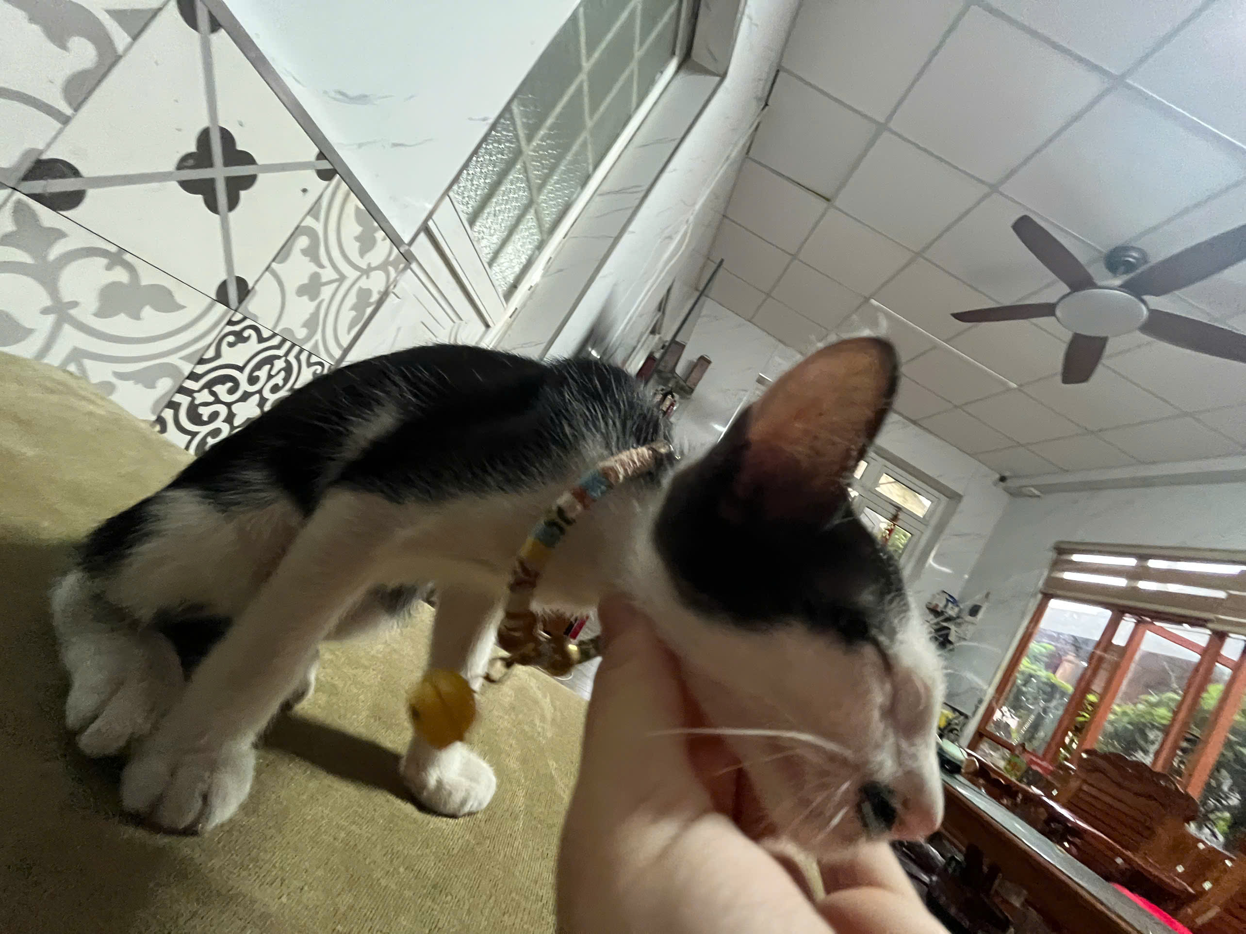 kitty
